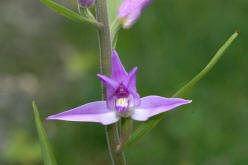 Cephalanthera rubra / Rotes Waldvgelein / Orchidaceae / Orchideengewchse