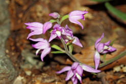 Cephalanthera rubra / Rotes Waldvgelein / Orchidaceae / Orchideengewchse