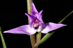 Cephalanthera rubra / Rotes Waldvgelein / Orchidaceae / Orchideengewchse