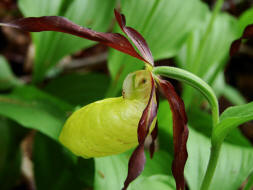 Cypripedium calceolus / Gelber Frauenschuh / Orchidaceae / Orchideengewchse