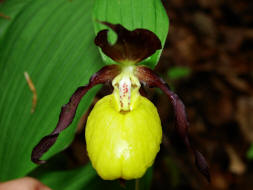 Cypripedium calceolus / Gelber Frauenschuh / Orchidaceae / Orchideengewächse