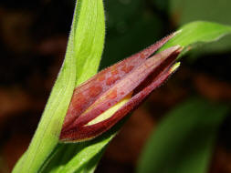 Cypripedium calceolus / Gelber Frauenschuh / Orchidaceae / Orchideengewchse