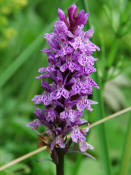 Dactylorhiza fuchsii / Gewhnliches Fuchs' Knabenkraut / Orchidaceae / Orchideengewchse