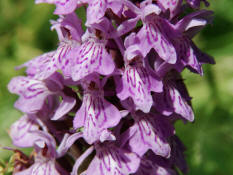 Dactylorhiza fuchsii / Gewhnliches Fuchs' Knabenkraut / Orchidaceae / Orchideengewchse