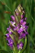 Dactylorhiza incarnata / Fleischfarbenes Knabenkraut / Orchidaceae / Orchideengewchse