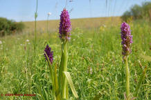 Dactylorhiza incarnata ssp. incarnata / Fleischfarbenes Knabenkraut / Orchidaceae / Orchideengewchse / Foto: Gerd Seeger