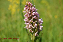 Dactylorhiza incarnata ssp. incarnata / Fleischfarbenes Knabenkraut / Orchidaceae / Orchideengewchse / Foto: Gerd Seeger