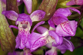 Dactylorhiza incarnata / Fleischfarbenes Knabenkraut / Orchidaceae / Orchideengewchse