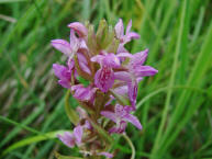 Dactylorhiza incarnata (ssp.serotina?) / Fleischfarbenes Knabenkraut / Orchidaceae / Orchideengewchse 