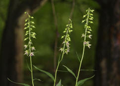 Epipactis helleborine / Breitblttrge Stendelwurz / Orchidaceae / Orchideengewchse / Orchidee des Jahres 2008