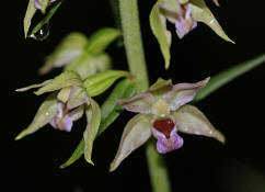 Epipactis helleborine / Breitblttrge Stendelwurz / Orchidaceae / Orchideengewchse / Orchidee des Jahres 2008