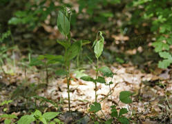 Epipactis helleborine / Breitblttrge Stendelwurz / Orchidaceae / Orchideengewchse / Orchidee des Jahres 2008