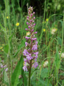 Gymnadenia conopsea ssp. conopsea / Gewöhnliche Mücken-Händelwurz / Orchidaceae / Orchideengewächse