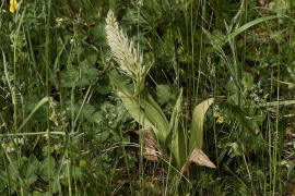 Himantoglossum hircinum / Bocks-Riemenzunge / Orchidaceae / Orchideengewchse