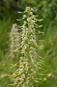 Himantoglossum hircinum / Bocks-Riemenzunge / Orchidaceae / Orchideengewchse