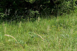 Himantoglossum hircinum / Bocks-Riemenzunge / Orchidaceae / Orchideengewchse