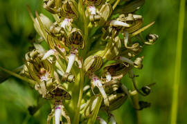 Himantoglossum hircinum / Bocks-Riemenzunge / Orchidaceae / Orchideengewchse