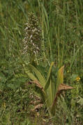 Himantoglossum hircinum / Bocks-Riemenzunge / Orchidaceae / Orchideengewchse