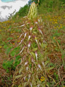 Himantoglossum hircinum / Bocks-Riemenzunge / Orchidaceae / Orchideengewchse