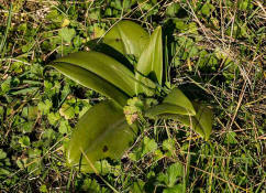 Himantoglossum hircinum / Bocks-Riemenzunge / Orchidaceae / Orchideengewchse