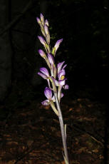 Limodorum abortivum / Violetter Dingel / Orchidaceae / Orchideengewchse
