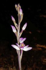 Limodorum abortivum / Violetter Dingel / Orchidaceae / Orchideengewchse