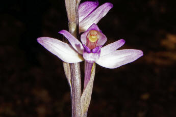 Limodorum abortivum / Violetter Dingel / Orchidaceae / Orchideengewchse