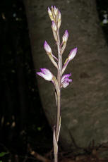 Limodorum abortivum / Violetter Dingel / Orchidaceae / Orchideengewchse