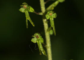 Listera ovata (= Neottia ovata) / Groes Zweiblatt / Orchidaceae / Orchideengewchse 