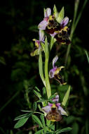 Ophrys holoserica / Hummel-Ragwurz / Orchidaceae / Orchideengewchse