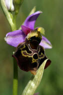 Ophrys holoserica / Hummel-Ragwurz / Orchidaceae / Orchideengewchse