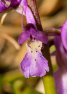 Orchis mascula / Stattliches Knabenkraut / Manns-Knabenkraut / Orchidaceae / Orchideengewächse