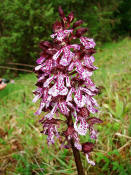 Orchis purpurea / Purpur - Knabenkraut / Orchidaceae / Orchideengewächse