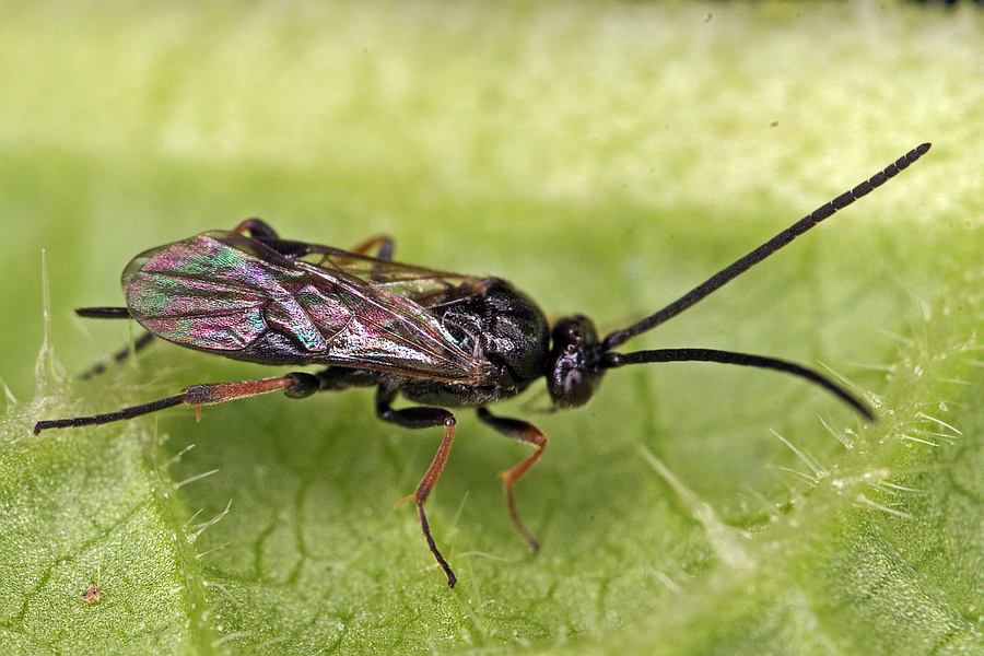 Braconidae (Brackwespe) - Microgastrinae