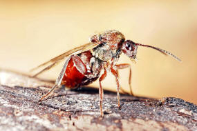 Andricus foecundatrix (= Andricus fecundator) / Eichenrosengallwespe / Gallwespen - Cynipidae / Ordnung: Hautflgler - Hymenoptera