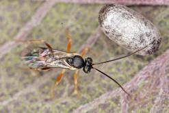 Campopleginae - wahrscheinlich Phobocampe spec.