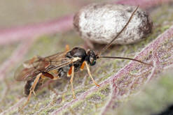 Campopleginae - wahrscheinlich Phobocampe spec.