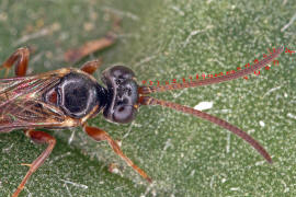 Cryptinae