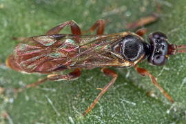 Cryptinae