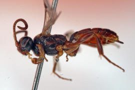 Cryptinae