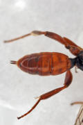 Cryptinae