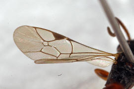 Cryptinae