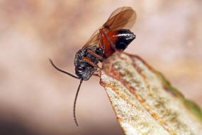 Diplolepis rosae / Rosengallwespe / Gallwespen - Cynipidae / Ordnung: Hautflgler - Hymenoptera