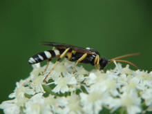 Ichneumon sarcitorius / Flicken-Schlupfwespe (Mnnchen) / Schlupfwespen - Ichneumonidae / Ordnung: Hautflgler - Hymenoptera