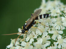 Ichneumon sarcitorius / Flicken-Schlupfwespe (Mnnchen) / Schlupfwespen - Ichneumonidae / Ordnung: Hautflgler - Hymenoptera