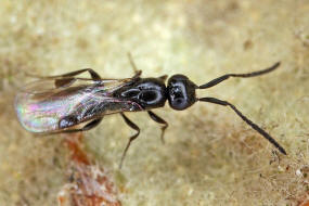 Megaspilidae / berfamilie: Ceraphronoidea / Teilordnung: Legimmen - Parasitica