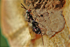 Monodontomerus obsoletus / Erzwespe / Erzwespen (Zehrwespen) - Chalcidoidae / Ordnung: Hautflgler - Hymenoptera