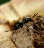 Monodontomerus obsoletus / Erzwespe / Erzwespen (Zehrwespen) - Chalcidoidae / Ordnung: Hautflgler - Hymenoptera