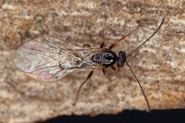 Neuroterus quercusbaccarum / Eichenlinsengallwespe / Gallwespen - Cynipidae / Ordnung: Hautflgler - Hymenoptera