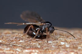 Neuroterus quercusbaccarum / Eichenlinsengallwespe / Gallwespen - Cynipidae / Ordnung: Hautflgler - Hymenoptera